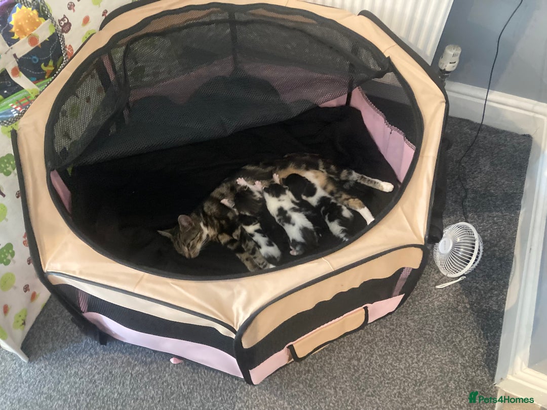 Mixed Breed cats for sale: 6 kittens looking for their forever homes  - Image 10