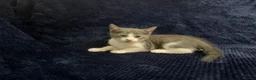 Domestic Shorthair cats for sale: Beautiful Kittens for Sale - Advert 13