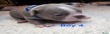 Boston Terrier 4
