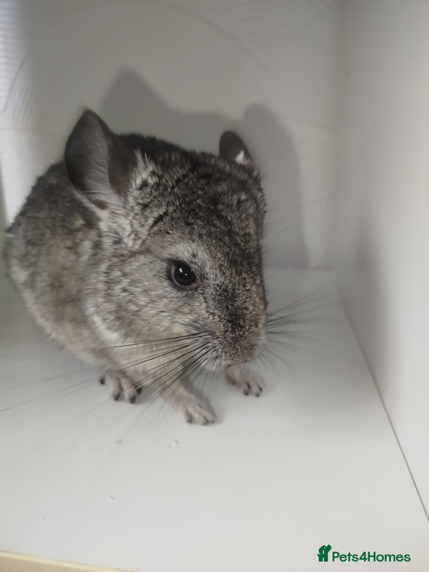 Chinchilla rodents Gorgeous chinchilla for sale - Advert 1