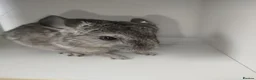 Chinchilla rodents for sale: Gorgeous chinchilla for sale - Advert 1