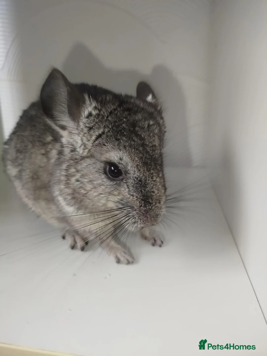 Chinchilla rodents for sale: Gorgeous chinchilla for sale - Advert 1