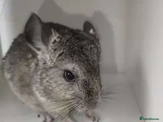Chinchilla rodents Gorgeous chinchilla for sale - Advert 1