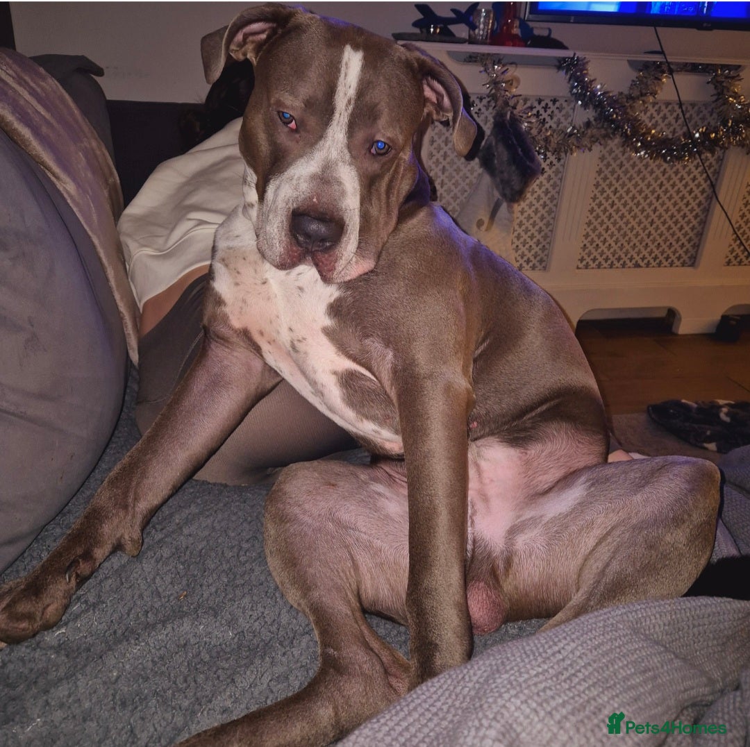 Mixed Breed dogs for sale: Bully Dane mixed breed - Image 3