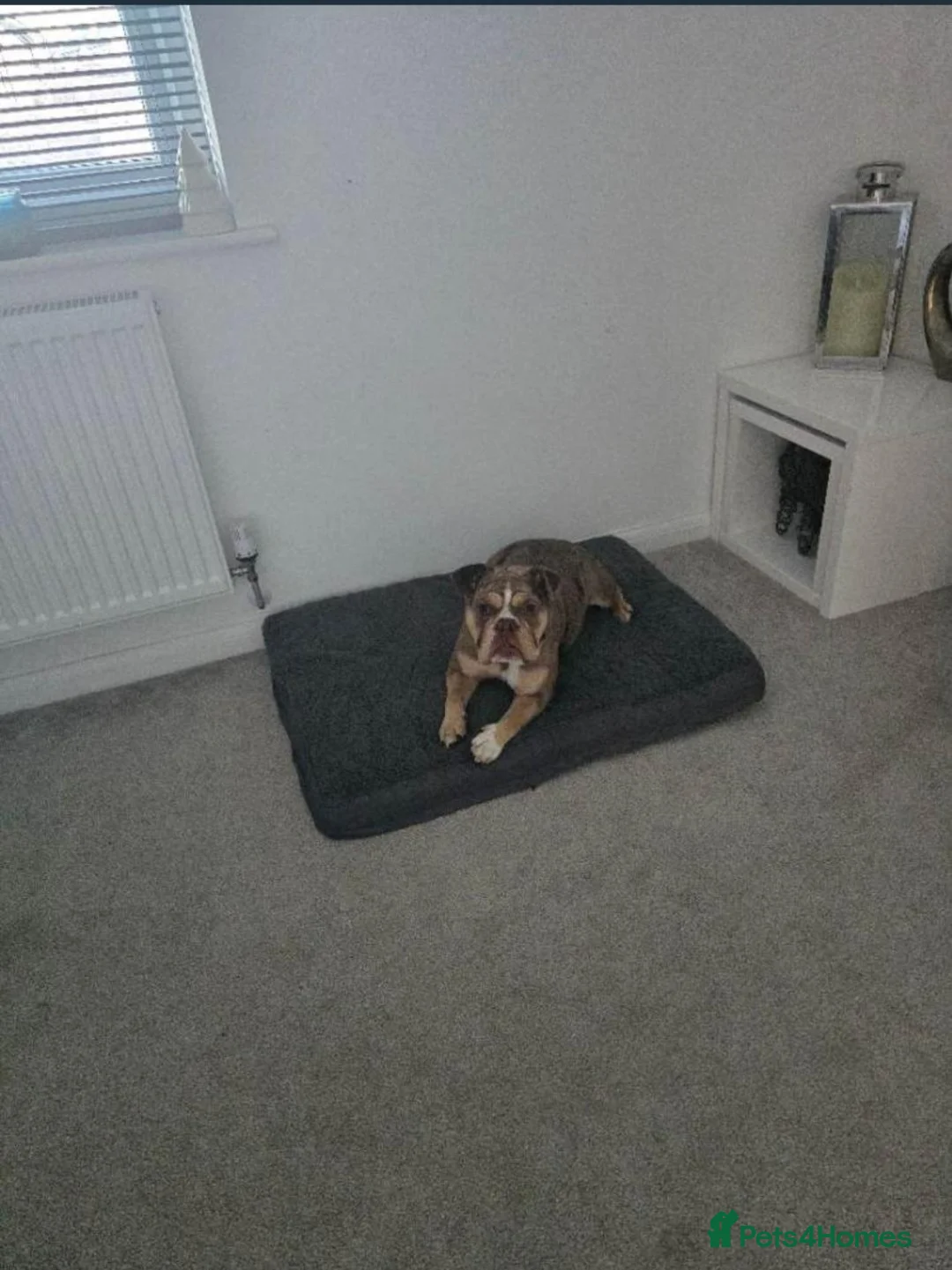 Old Tyme Bulldog dogs for sale: 12 month Old Tyme Bulldog  in Plymouth - Advert 2
