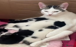 Mixed Breed cats for sale: kittens  - Image 7
