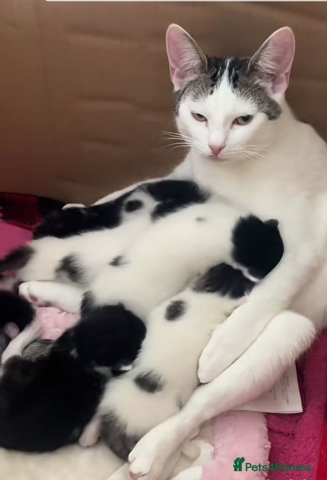 Mixed Breed cats for sale: kittens  - Image 7