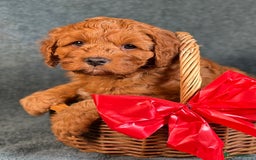 Cavapoo dogs for sale: F1B Cavapoo health tested boutique breeder - Image 11