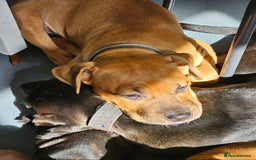 Bullmastiff dogs for sale: Female bullmastiff puppy  - Image 7