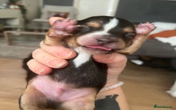 Mixed Breed dogs for sale: Jackawawa puppies 🐾💙1 boy left 💙🐾 - Image 5