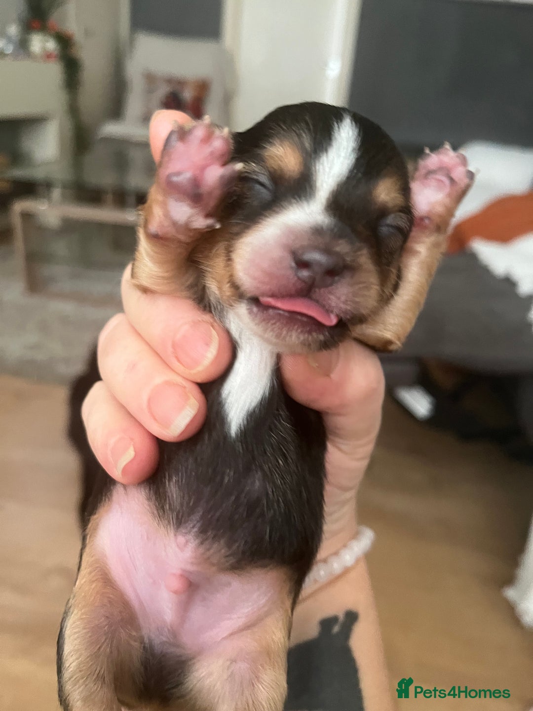 Mixed Breed dogs for sale: Jackawawa puppies 🐾💙1 boy left 💙🐾 - Image 5