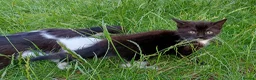 Mixed Breed cats for sale: Lovely playful kittens looking for a new home  - Advert 8
