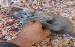 British Shorthair cats for sale: ONLY ONE FEMALE BRITISH SHORTHAIR LEFT - Image 6