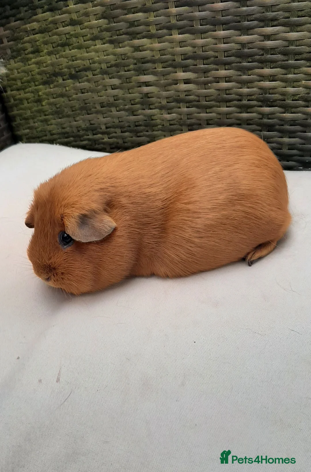 Guinea Pig rodents for sale: Guinea pig females - Advert 6