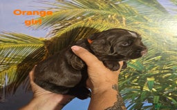 Sprocker dogs for sale: Beautiful Sproker pups for sale   - Image 22
