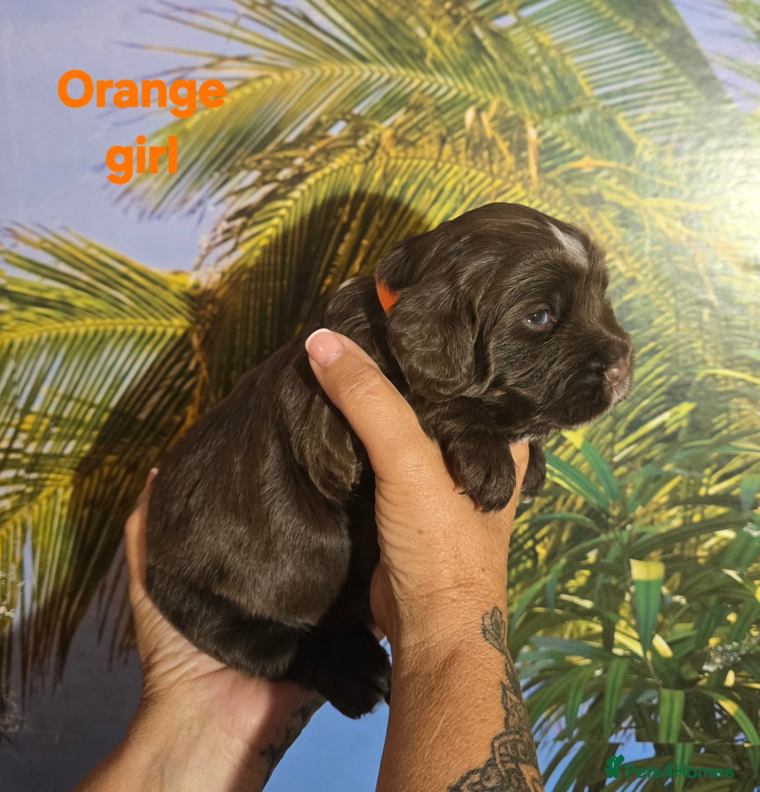 Sprocker dogs for sale: Beautiful Sproker pups for sale   - Image 22
