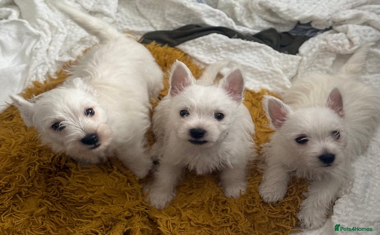 West Highland Terrier dogs - Advert 1