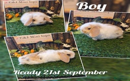 Mini Lop rabbits for sale: Stunning mini lop kits.  - Image 6