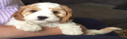 Toy Poodle dogs for stud: Apricot Toy Poodle Stud carries parti and phantom in Stockton-on-Tees - Advert 15