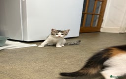 Siberian cats for sale: Last Stunning siberian cross kitten in Manchester - Image 2