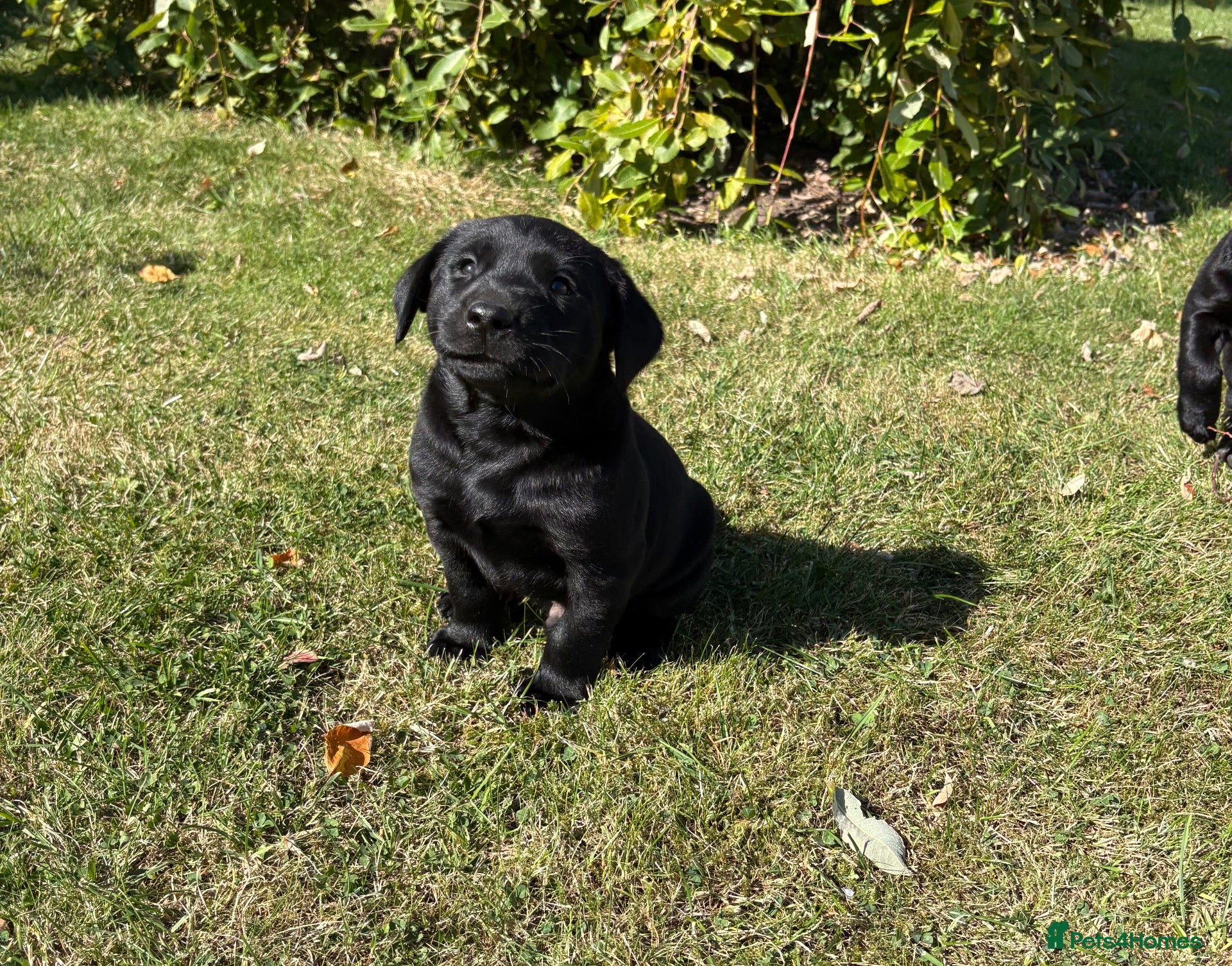 Labrador Retriever dogs Handsome Labrador dogs available  - Advert 2
