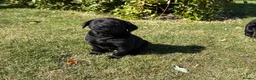 Labrador Retriever dogs for sale: Handsome Labrador dogs available  in Durham - Advert 4