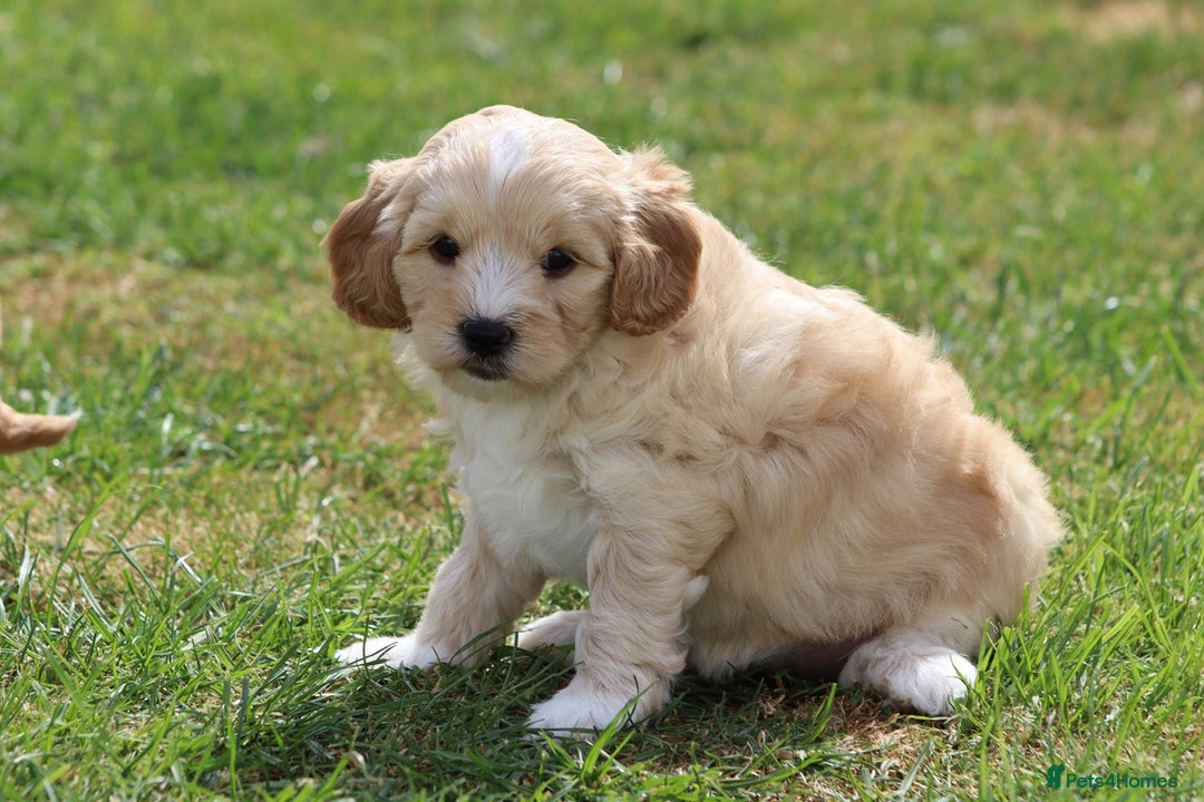 Cavapoochon dogs for sale: Beautiful Cavapoochon puppies for sale - Image 28