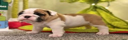 English Bulldog dogs for sale: Exceptional Show-Quality KC English Bulldog Boy - Advert 22