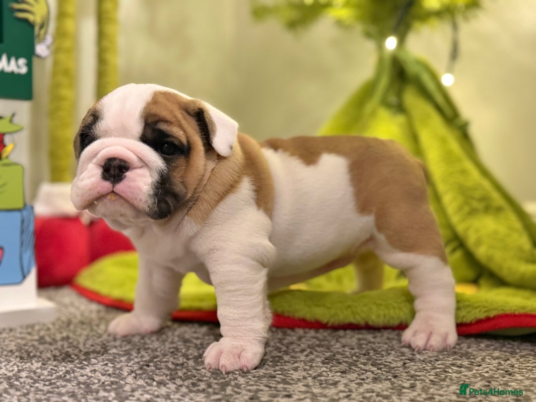 English Bulldog dogs for sale: Exceptional Show-Quality KC English Bulldog Boy - Advert 22