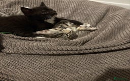 Mixed Breed cats for sale: Two boys (best friends)  - Image 5