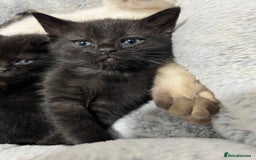 Ragdoll cats for sale: URGENT Ragdoll kittens x4 ready this week - Image 8