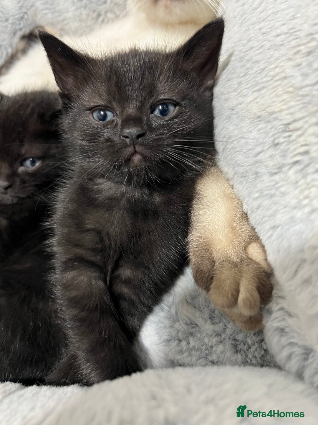 Ragdoll cats for sale: URGENT Ragdoll kittens x4 ready this week - Image 8