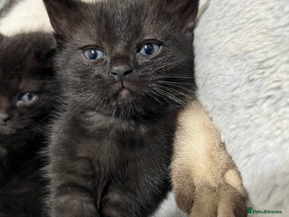 Ragdoll cats URGENT Ragdoll kittens x1 Last one 🫶🏽 - Advert 6