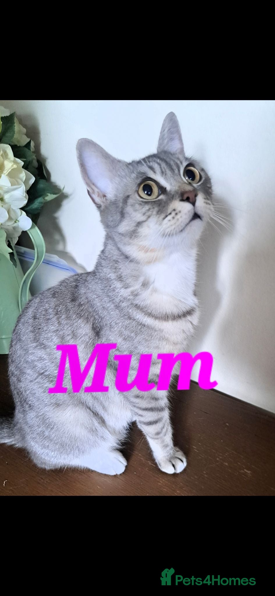 Mixed Breed cats Beautiful kittens  - Advert 4