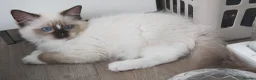 Ragdoll cats for sale: RAGDOLLS SEAL POINT BICOLOUR GIRLS BLUE EYES  - Advert 11