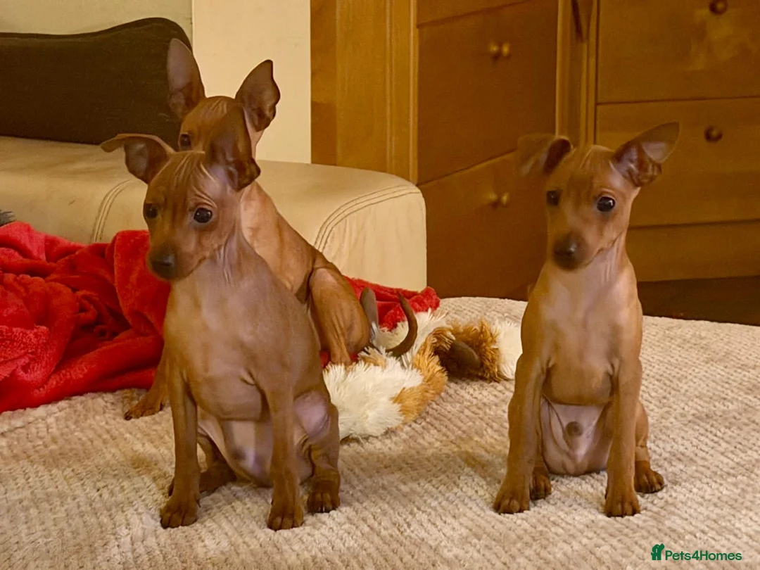 Miniature Pinscher dogs for sale: Stunning KC Miniature Pinscher puppies - Advert 4