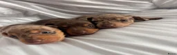 Miniature Dachshund dogs for sale: KC Reg Mini Dachshund Puppies - Advert 2