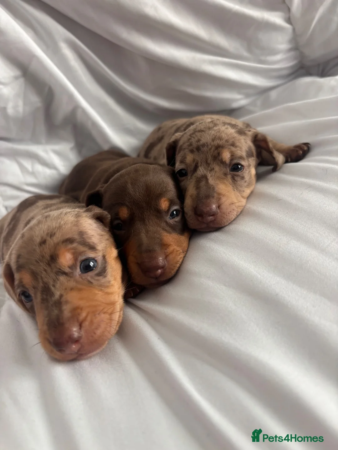 Miniature Dachshund dogs for sale: KC Reg Mini Dachshund Puppies - Advert 2