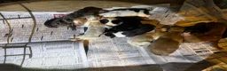 Lurcher dogs for stud: 🔥Proven Stud Dog Available Top Working Lurcher 🔥 - Advert 11