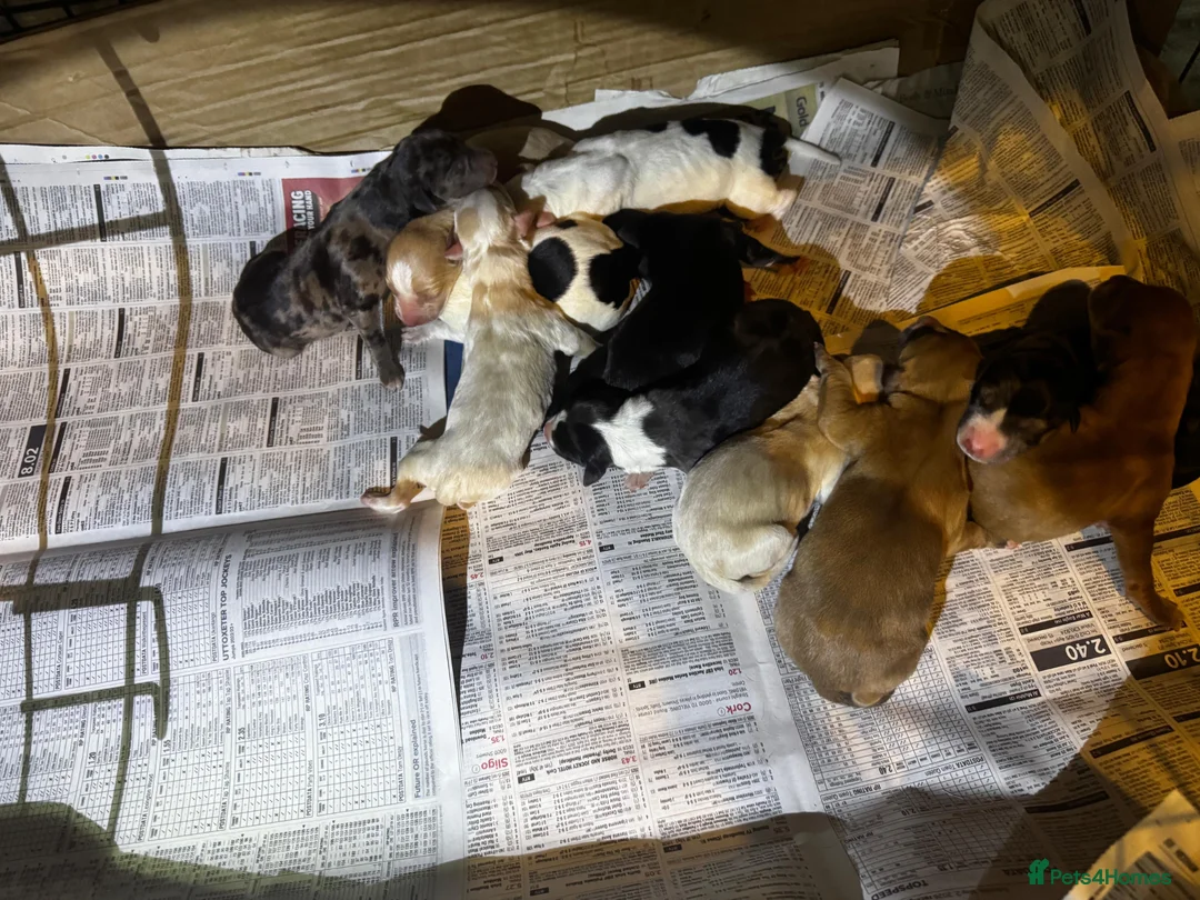 Lurcher dogs for stud: 🔥Proven Stud Dog Available Top Working Lurcher 🔥 - Advert 18