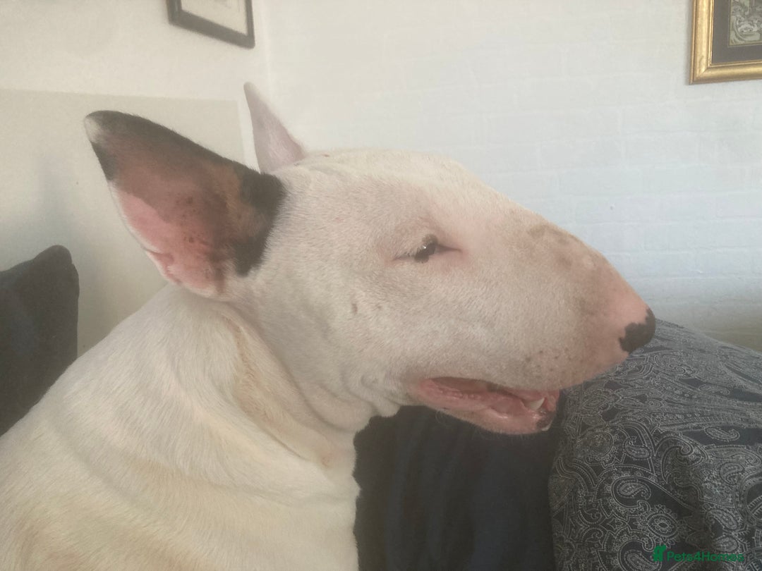 Mixed Breed dogs for sale: Beautiful pups 6 Males - Image 8