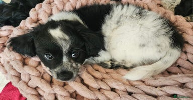 Mixed Breed dogs - Advert 9