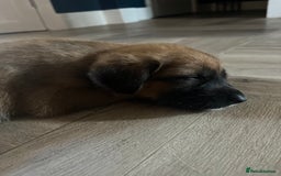 Mixed Breed dogs for sale: Belgian malinois x Anatolian shepherd mix pups 🐶  - Image 16