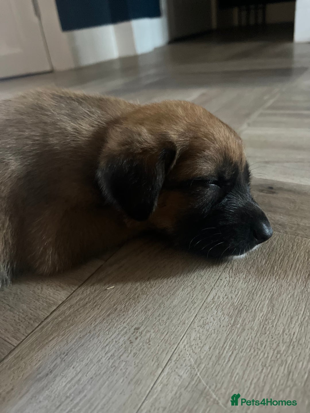 Mixed Breed dogs for sale: Belgian malinois x Anatolian shepherd mix pups 🐶  - Image 16