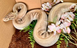 Python Snake reptiles for sale: Royal pythons looking for new home - Image 4