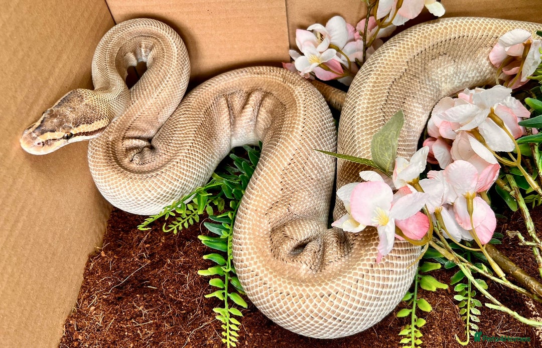 Python Snake reptiles for sale: Royal pythons looking for new home - Image 4