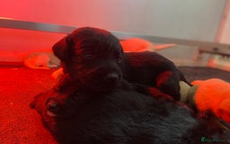 Labrador Retriever dogs for sale: Labrador pups  - Image 18