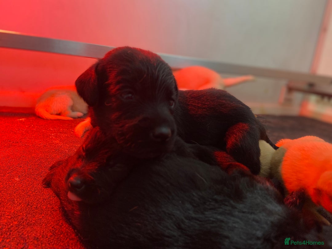 Labrador Retriever dogs for sale: Labrador pups  - Image 18