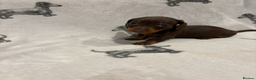 Dachshund dogs for sale: Minatare Dachshund - Advert 12