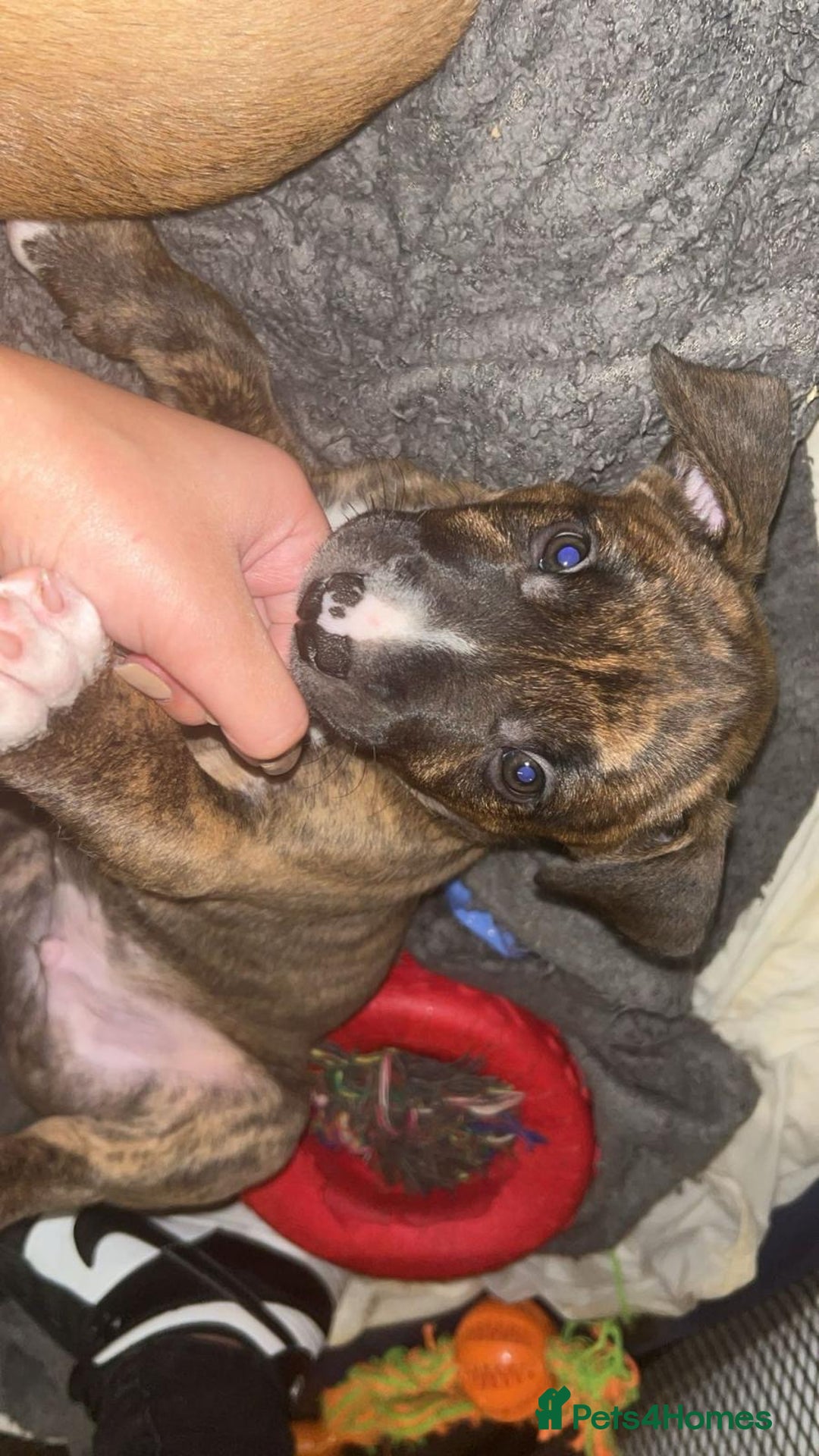 Mixed Breed dogs for sale: puppies of an english bull terrier/America bulldog - Image 5